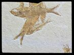Overlapping Multiple Fossil Fish (Knightia) - Wyoming #59825-1